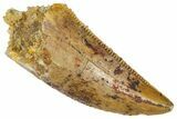 Serrated Raptor Tooth - Real Dinosaur Tooth #361000-1
